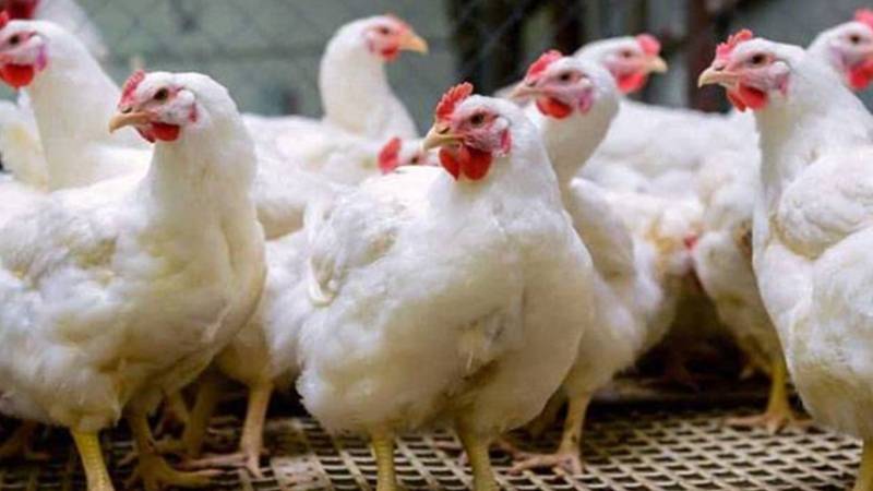 مرغی کے گوشت کی قیمت بڑا اضافہ