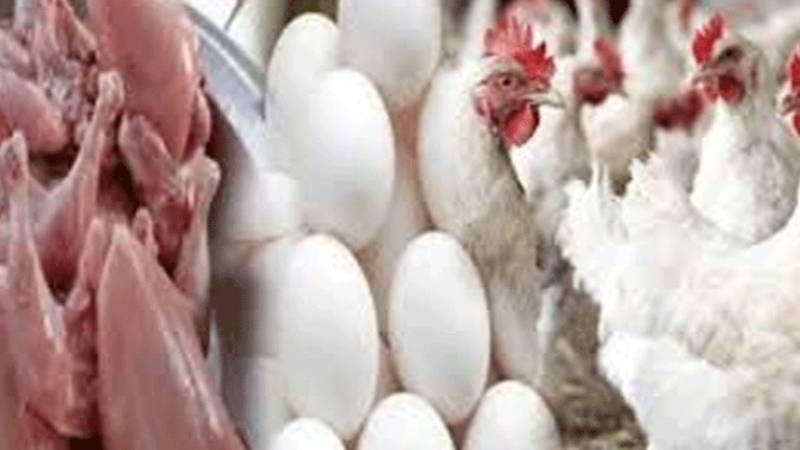 برائلر مرغی کی قیمت میں 8 روپے کمی، فارمی انڈوں کی قیمت 2 روپے بڑھ گئی