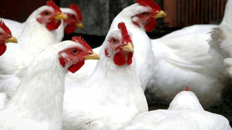 لاہور میں برائلر مرغی کا گوشت 7 روپے سستا، فارمی انڈوں کی قیمت 341 روپے فی درجن پہنچ گئی