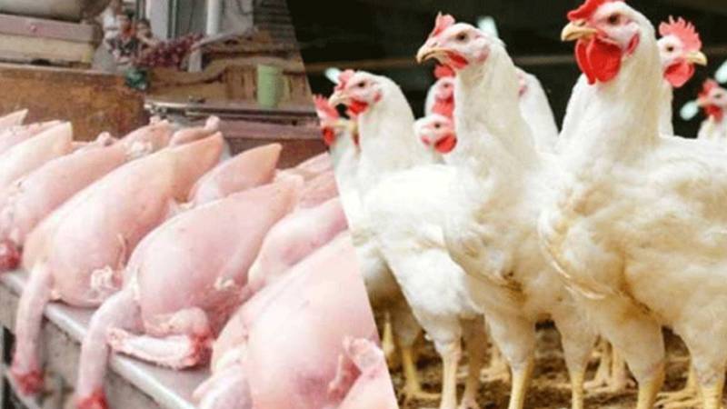 برائلر مرغی کے گوشت کی قیمت میں مزید 11 روپے کا اضافہ، فی کلو 501 روپے ہو گئی