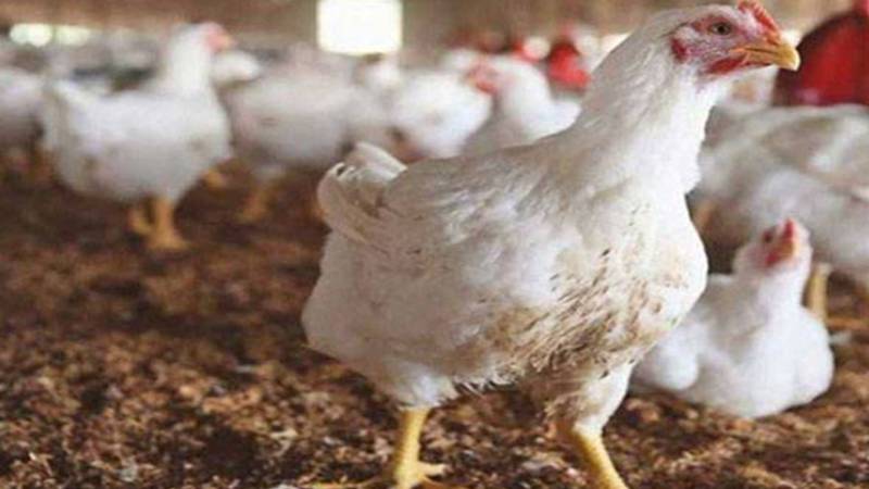 مرغی کا گوشت سستا، انڈوں کی قیمت میں کوئی تبدیلی نہیں