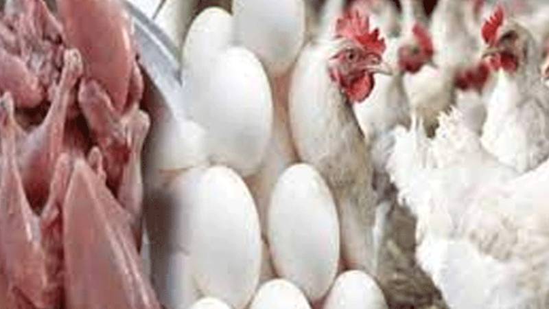 برائلر مرغی کے گوشت کی قیمت میں کمی، انڈوں کی قیمت میں اضافہ