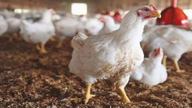 برائلر مرغی کے گوشت کی قیمت میں اضافہ