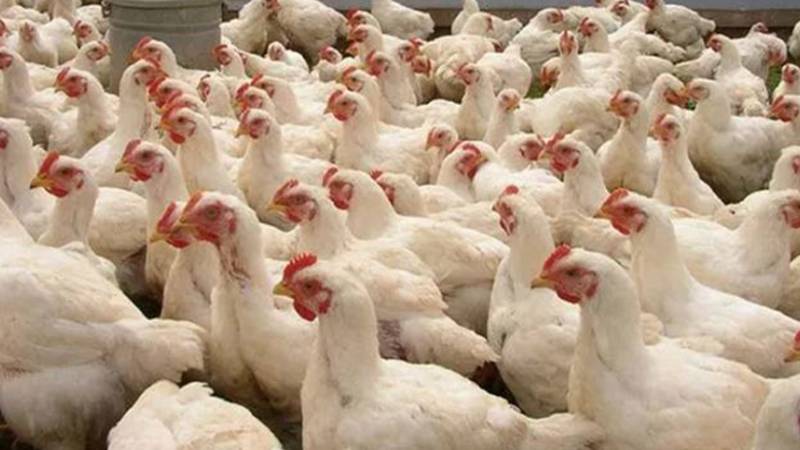 برائلر مرغی اور انڈوں کی قیمتوں میں اضافہ، گوشت 519 روپے فی کلو تک پہنچ گیا