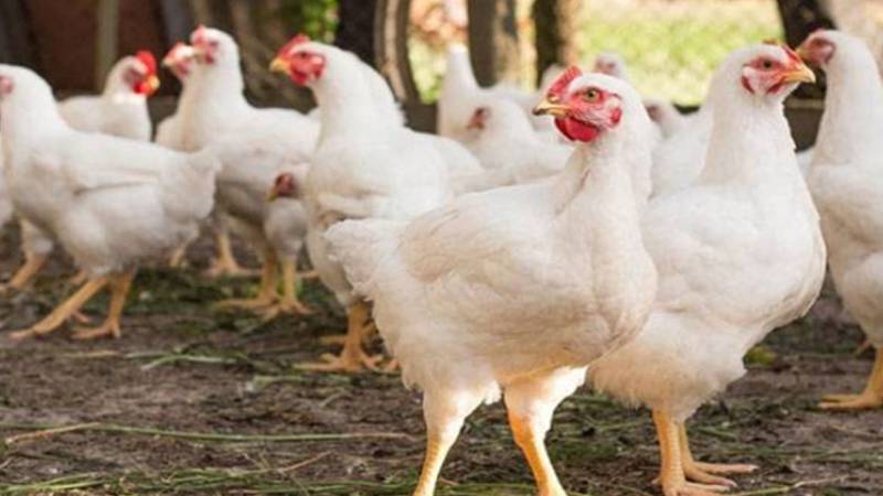 برائلر مرغی کے گوشت کی قیمت میں 29 روپے کا اضافہ، فی کلو 591 روپے ہو گئی