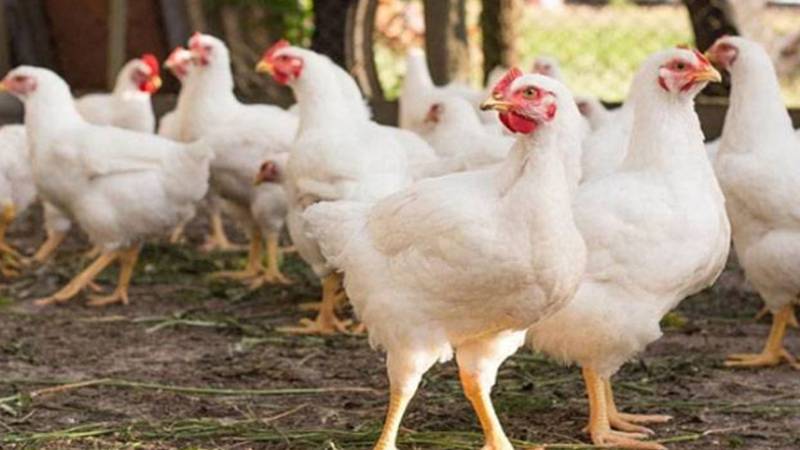 برائلر مرغی کے گوشت کی قیمت میں اضافہ، 600 روپے فی کلو سے تجاوز