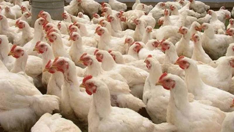 چکن کی قیمتوں میں بے تحاشا اضافہ