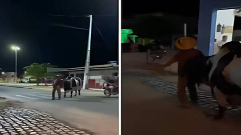 برازیل میں بیل کی وفاداری کی انوکھی مثال، مالک کو بحفاظت گھر پہنچایا