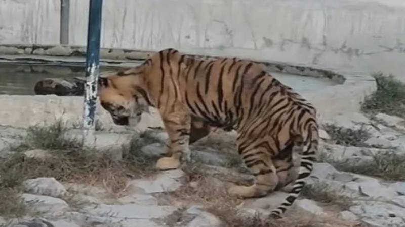 بہاولپور چڑیا گھر کا بنگال ٹائیگر بیمار، ویڈیو وائرل، ڈبلیوڈبلیوایف نے تشویش کا اظہار
