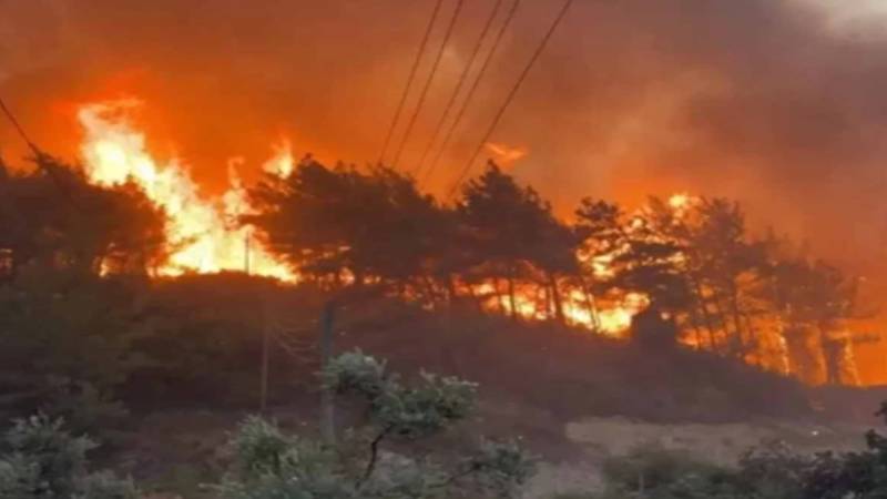 کوہ سلیمان کے جنگلات میں آگ بھڑک اُٹھی، قیمتی درختوں کو خطرہ
