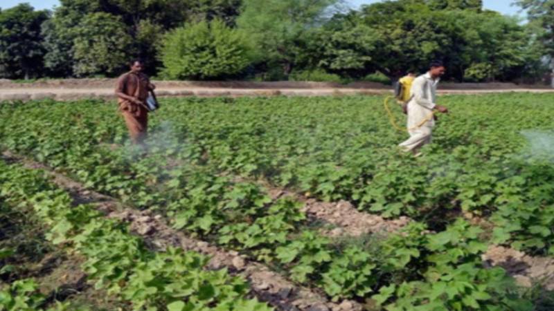سندھ حکومت نے فصلوں کے بیمہ پروگرام کا آغاز کر دیا