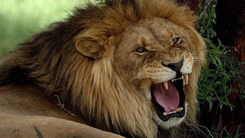 ازبکستان: شیر کے پنجرے میں قدم رکھنے والا شخص جان سے گیا