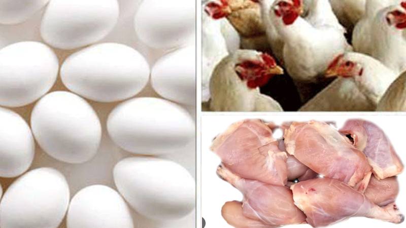 مرغی کا گوشت مہنگا، انڈے سستے ہونے کی رپورٹ