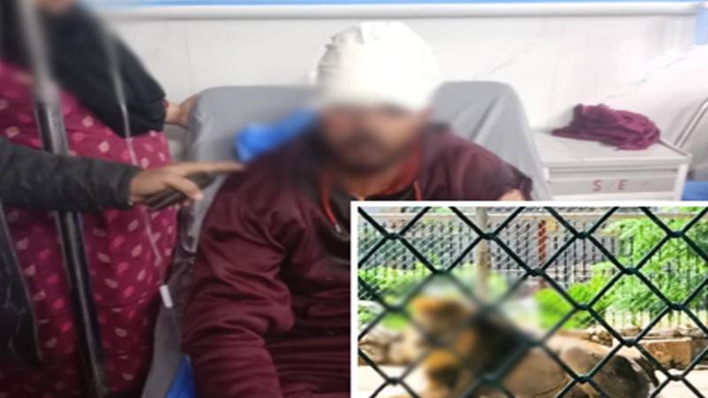 لاہور میں پالتو شیر کے ساتھ ویڈیو بنانے کی کوشش میں نوجوان زخمی، بریڈنگ فارم کا لائسنس منسوخ