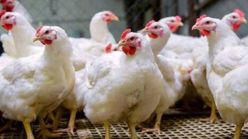 مرغی کی قیمت میں اضافہ، انڈوں کی قیمت مستحکم