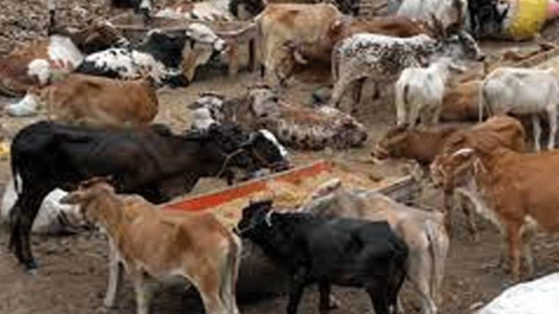 شہر کے پوش علاقوں میں مویشی رکھنے پر پابندی عائد