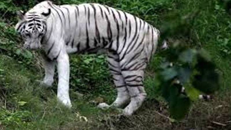 سفید ٹائیگر کے پنجرے سے نکلنے پر اینمل کیپر کے خلاف مقدمہ درج