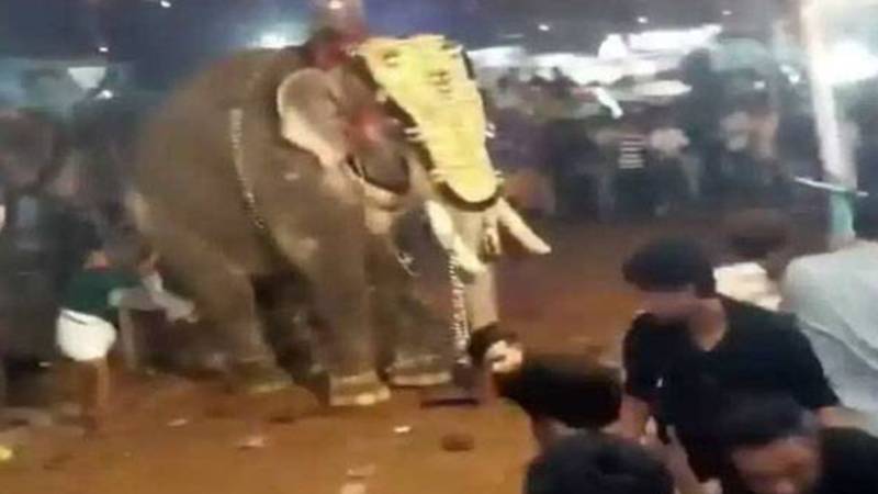 بھارت: مندر میں تہوار کے دوران ہاتھیوں کا حملہ، بھگدڑ سے 3 افراد ہلاک