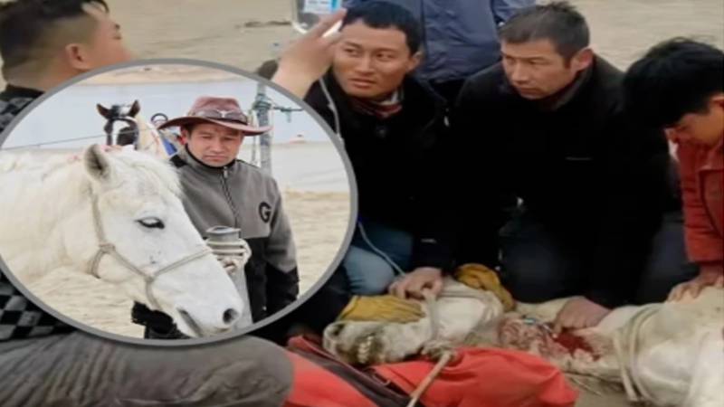 ڈوبتے شخص کو بچانے والا گھوڑا چند دن بعد چل بسا