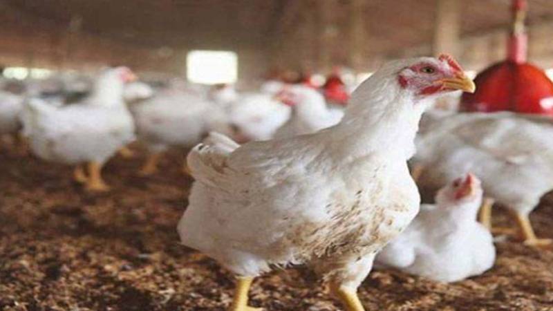 برائلر مرغی کے گوشت کی قیمت میں 7 روپے فی کلو اضافہ