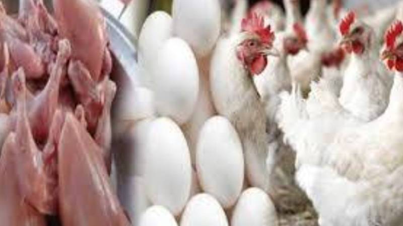 لاہور میں برائلر مرغی کے گوشت کی قیمت مستحکم، انڈے مہنگے
