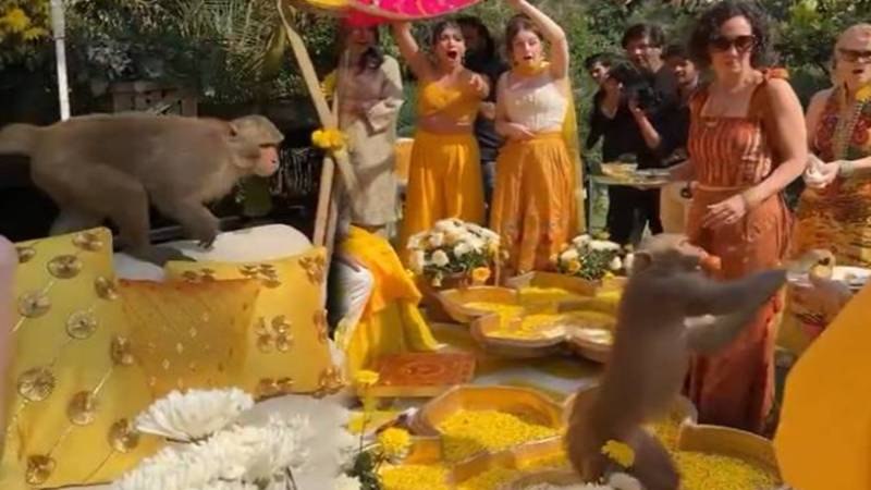 بھارت میں شادی کی تقریب میں بندر کی شرارت، کھانے کی پلیٹ چھین کر فرار