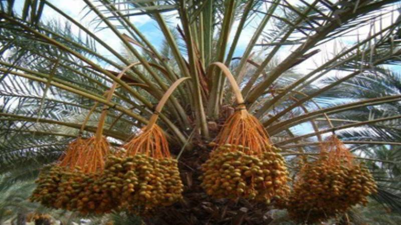 اسرائیلی کھجوروں کے بائیکاٹ سے برآمدات متاثر، کمپنیاں مالی بحران کا شکار