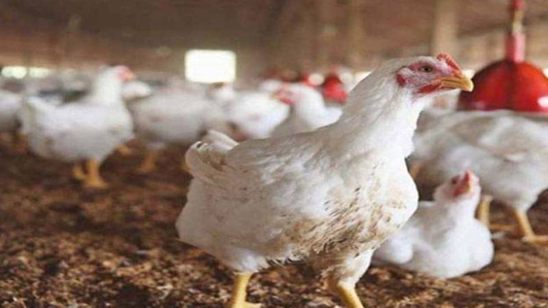 برائلر مرغی کی قیمتوں میں کمی نہ ہو سکی، دکانداروں نے من مانے نرخ مقرر کر لیے