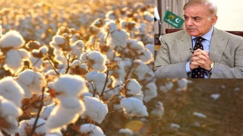 وزیراعظم شہباز شریف نے کاٹن گروورز کو بچانے کے لیے اقدامات کا آغاز کر دیا