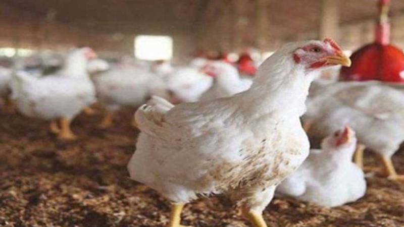 مرغی کا گوشت مزید مہنگا