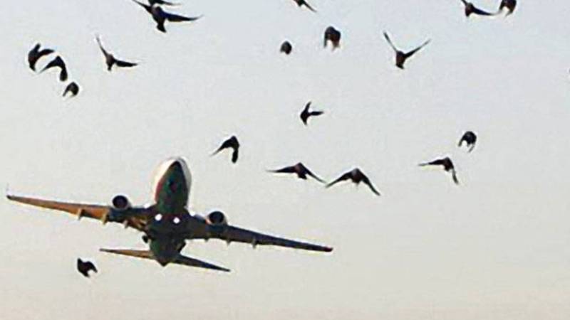 پی آئی اے کا طیارہ پرندے سے ٹکرا کر بڑے حادثے سے بال بال بچا
