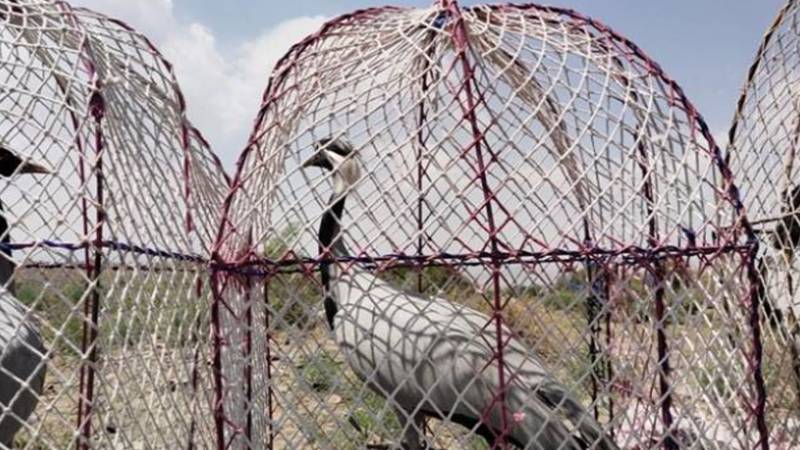 بھکر: دریا خان میں کارروائی کے دوران 8 کونجیں برآمد، شکاری فرار