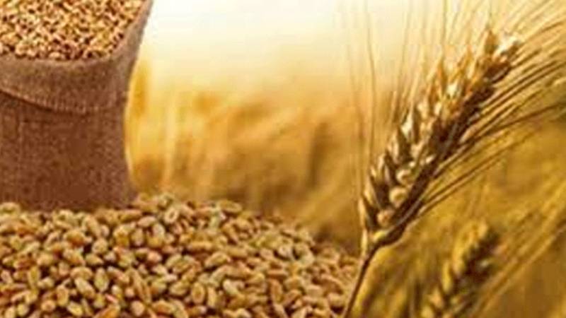 پنجاب حکومت کا کاشتکاروں کو گندم کی نقل و حمل کی اجازت دینے کا تاریخی فیصلہ