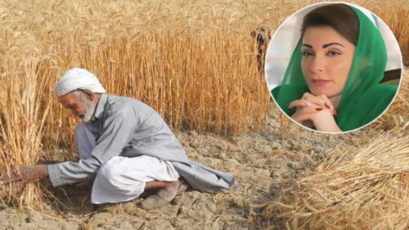 پنجاب کے گندم کے کاشتکاروں کے لیے تاریخ کا منفرد پیکیج تیار کیا جا رہا ہے:مریم نواز 