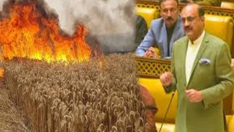 حافظ آباد میں 700 ایکڑ پر گندم جلنے کا واقعہ، اپوزیشن لیڈر کا کسانوں کے لیے امدادی پیکج کا مطالبہ