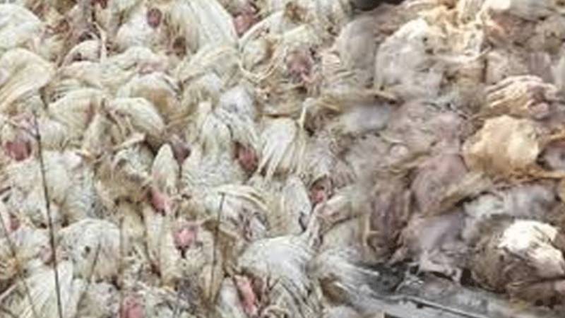 ٹولنٹن مارکیٹ میں فوڈ اتھارٹی کا بڑا آپریشن، 5 ہزار 850 کلو مضر صحت گوشت تلف