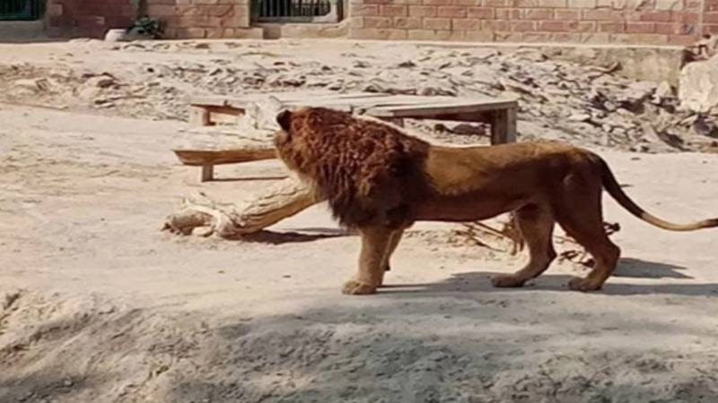 عراق: پالتو شیر کے حملے میں مالک ہلاک، موقع پر جان گنوا بیٹھا