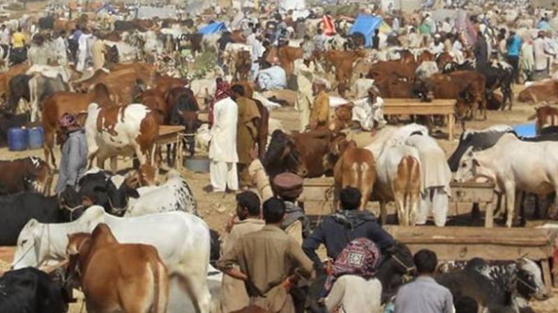 اسلام آباد: عید الاضحی کے لیے 6 مویشی منڈیوں کا قیام، نوٹیفکیشن جاری