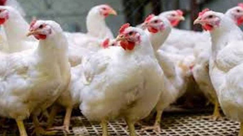 برائلر گوشت کی قیمتوں میں غیر یقینی صورتحال، من مانے نرخ شہریوں کے لیے باعث تشویش