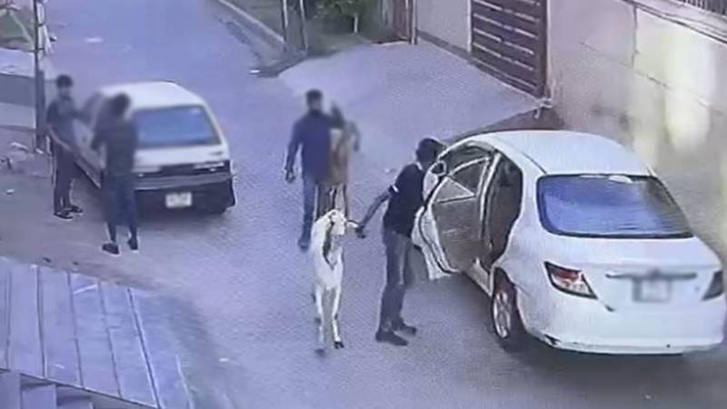 لاہور: عیدالاضحیٰ سے قبل قربانی کے جانوروں کی چوری میں تشویشناک اضافہ