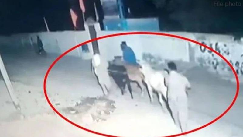 عید قربان قریب آتے ہی جانوروں کی چوری میں اضافہ، دو ملزمان گرفتار
