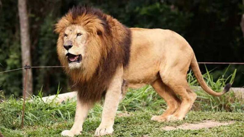 نمیبیا میں شیر نے حملہ کرکے سیاح کو مار ڈالا