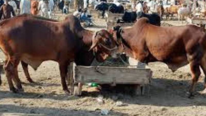 لاہور: ایک ماہ میں قربانی کے 200 سے زائد جانور چوری، 218 ملزمان گرفتار