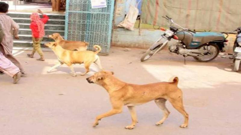 خوشاب: آوارہ کتے کے حملے میں 5 بچے زخمی