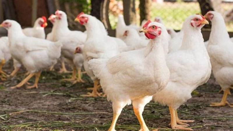  برائلر کی قیمتوں میں نمایاں کمی، لیکن گراں فروشی کا سلسلہ جاری
