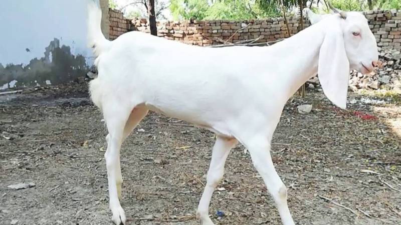 سرگودھا: مبینہ طور پر باغ خراب کرنے پر مخالفین نے بکری کو مار دیا