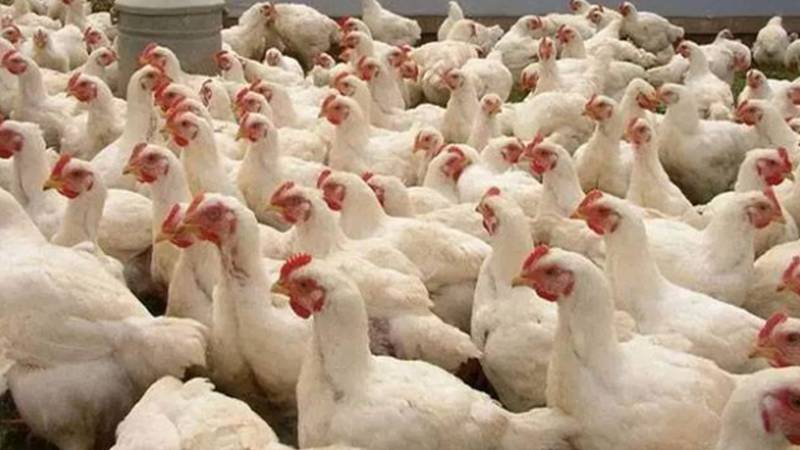 مرغی کے گوشت کی قیمت میں 14 روپے فی کلو کمی، مارکیٹ میں بدستور گراں فروشی جاری