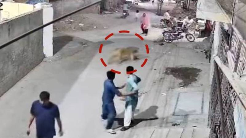 جوہر ٹاؤن: شیر کے حملے میں بچے اور خاتون زخمی، مالکین گرفتار، مقدمہ درج