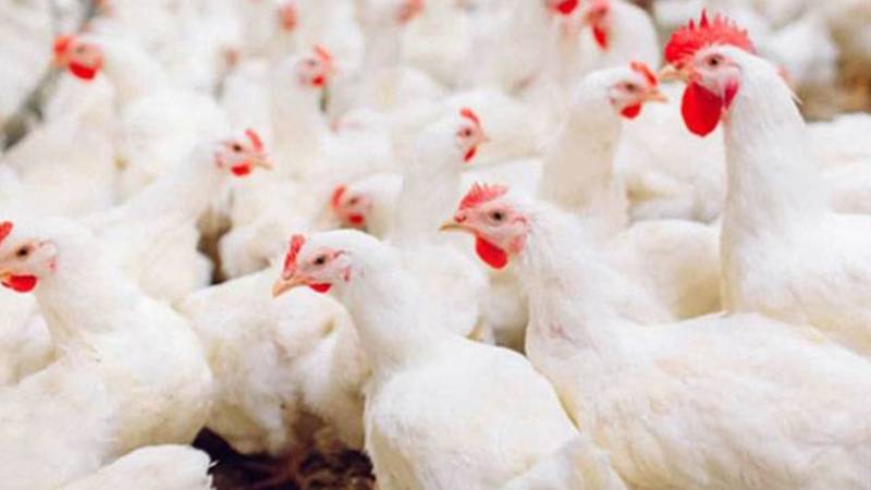 برائلر گوشت کی قیمت میں کمی، فی کلو 15 روپے سستا