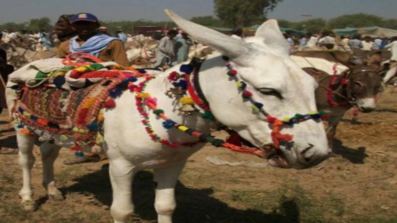 بدین میں ایشیا کی سب سے بڑی گدھا منڈی سج گئی، نایاب نسل کے قیمتی گدھوں کی رونقیں